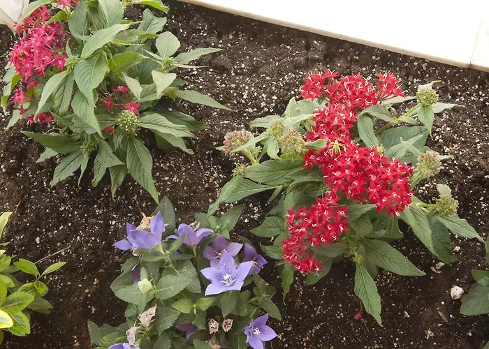 公寓 Onites Elegant *